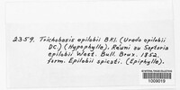 Trichobasis epilobii image